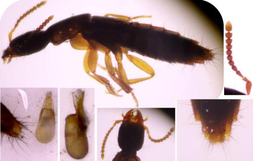 Réf. 318 775 : Othius subuliformis